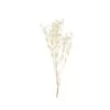 Bouquet De Fleurs Séchées Naturelles Coloris Blanc Crème 1 Bouquet De Fleurs Séchées Naturelles Coloris Blanc Crème -Décor Soldes bouquet de fleurs sechees coloris blanc creme