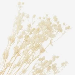 Bouquet De Fleurs Séchées Naturelles Coloris Blanc Crème -Décor Soldes bouquet de fleurs sechees coloris blanc creme 4